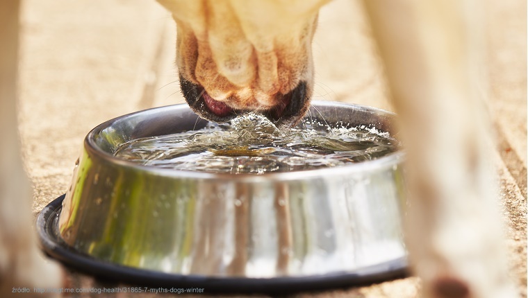 dog-drinking-water-bowl