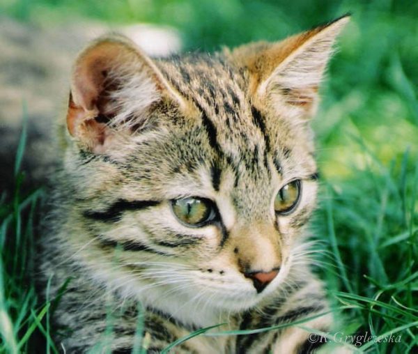 Kot tomi fot. K.Gryglewska 